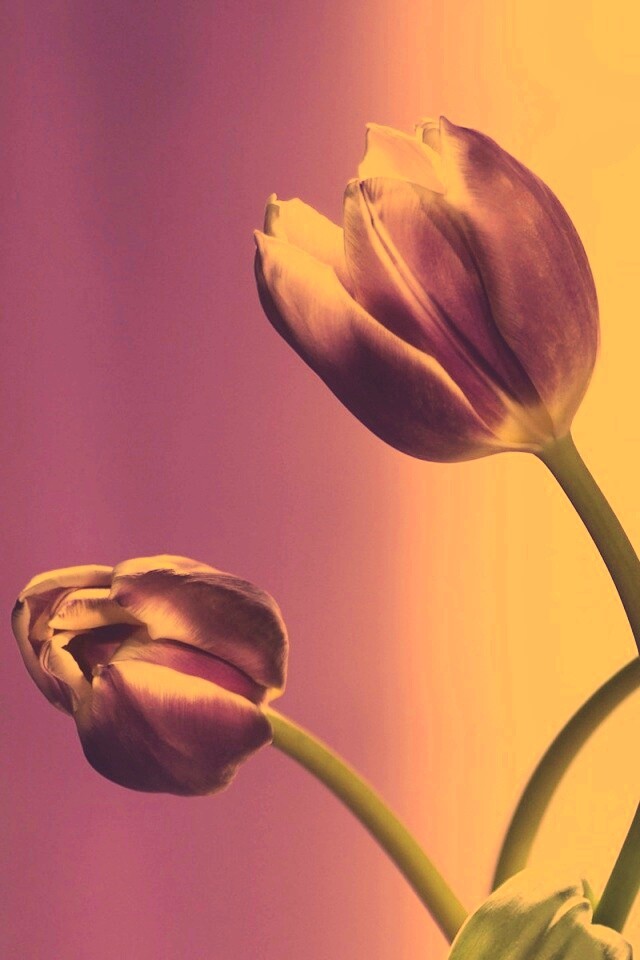 Сиреневые цветы обои