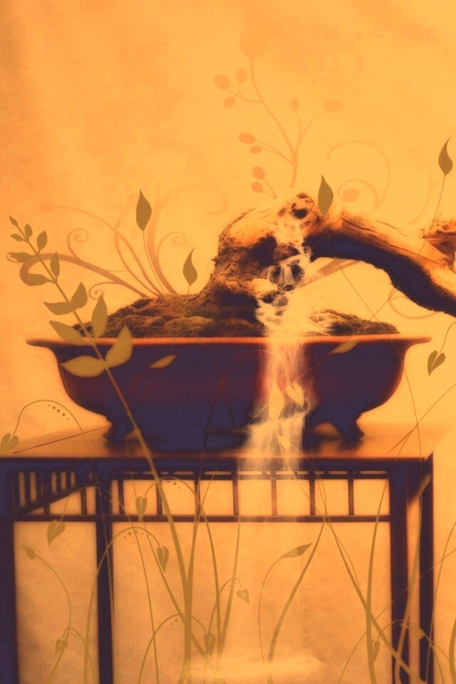 Карликовое дерево обои