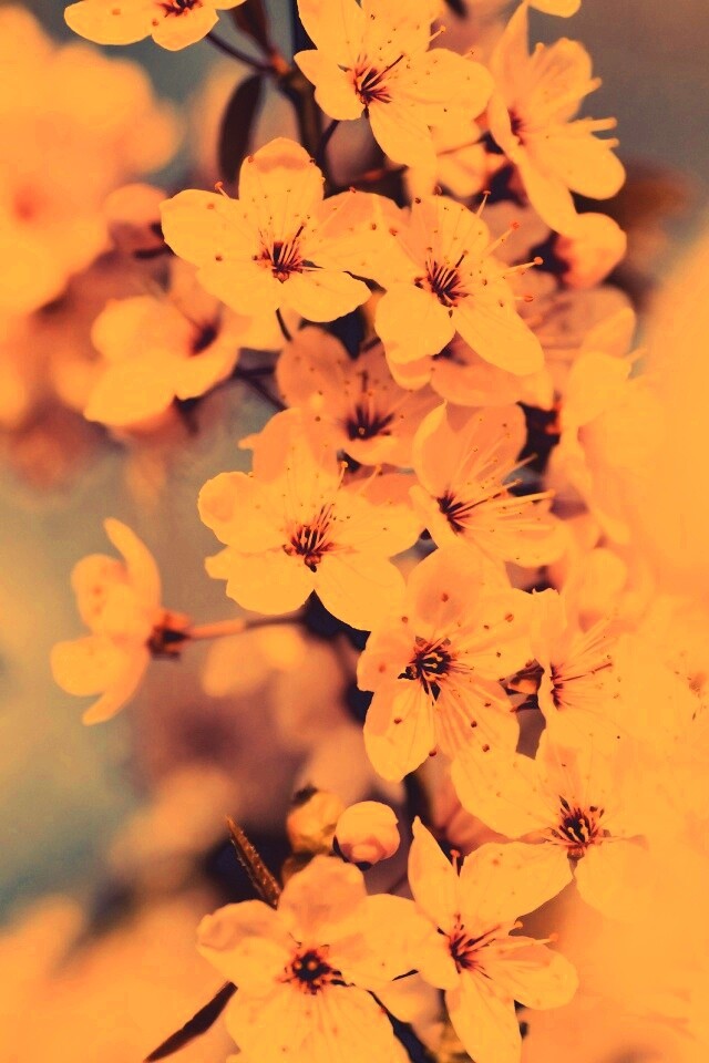 Цветение вишни обои