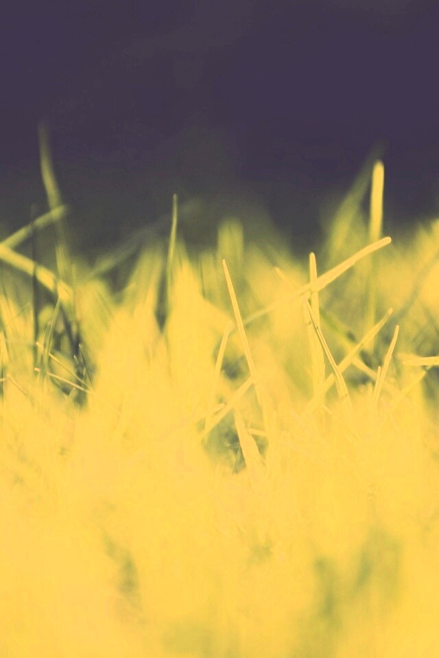 Играя солнечным светом обои