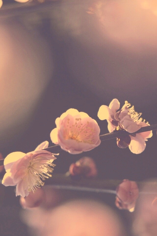 Цветущая вишня обои