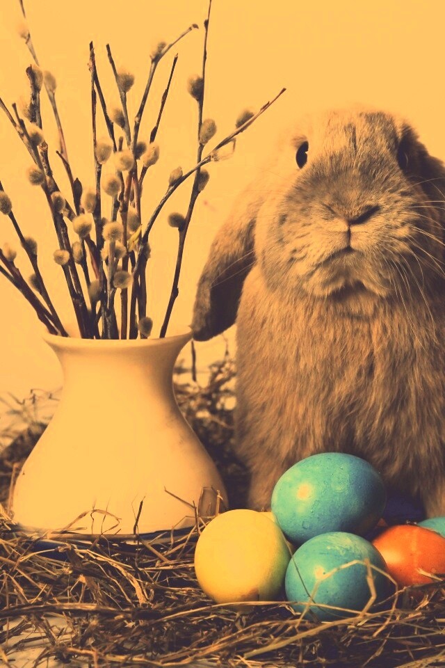 Пасхальный кролик обои