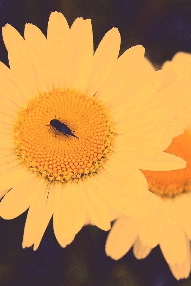 Ромашки обои