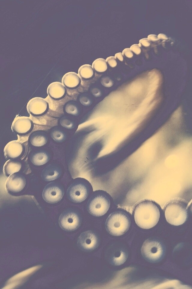 Щупальце обои