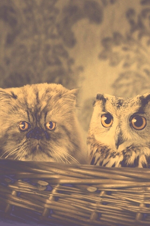 Чужой среди своих обои