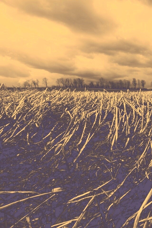 Убранное поле обои