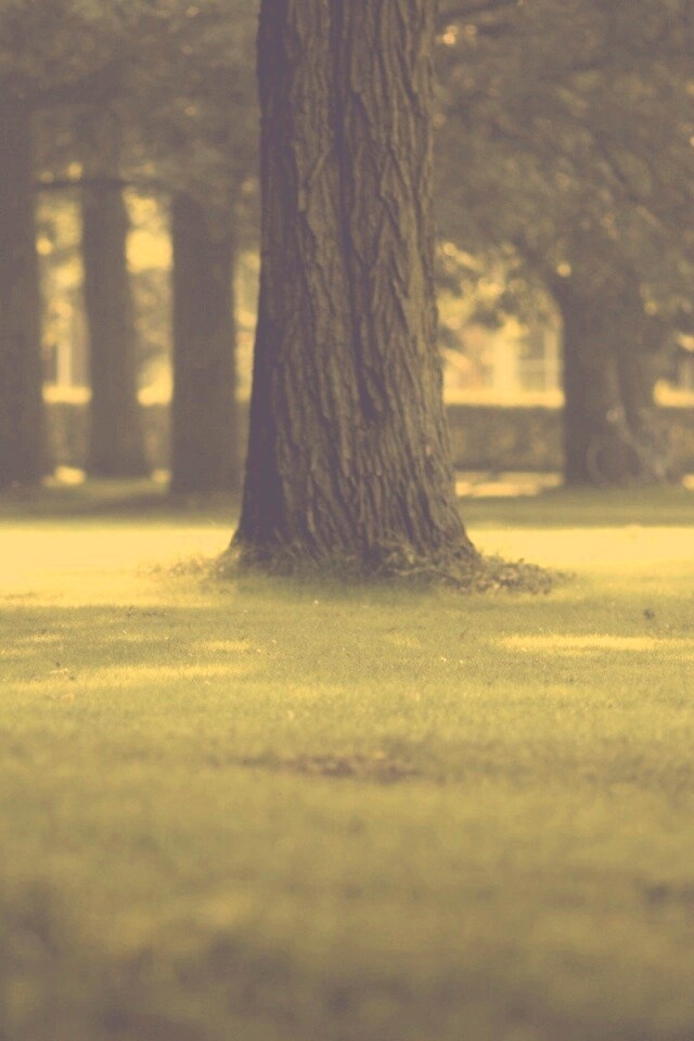 Ствол дерева обои