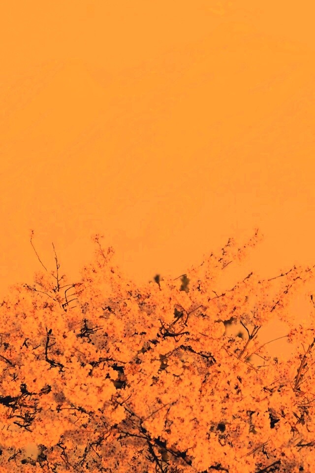 Цветение вишни в горах обои