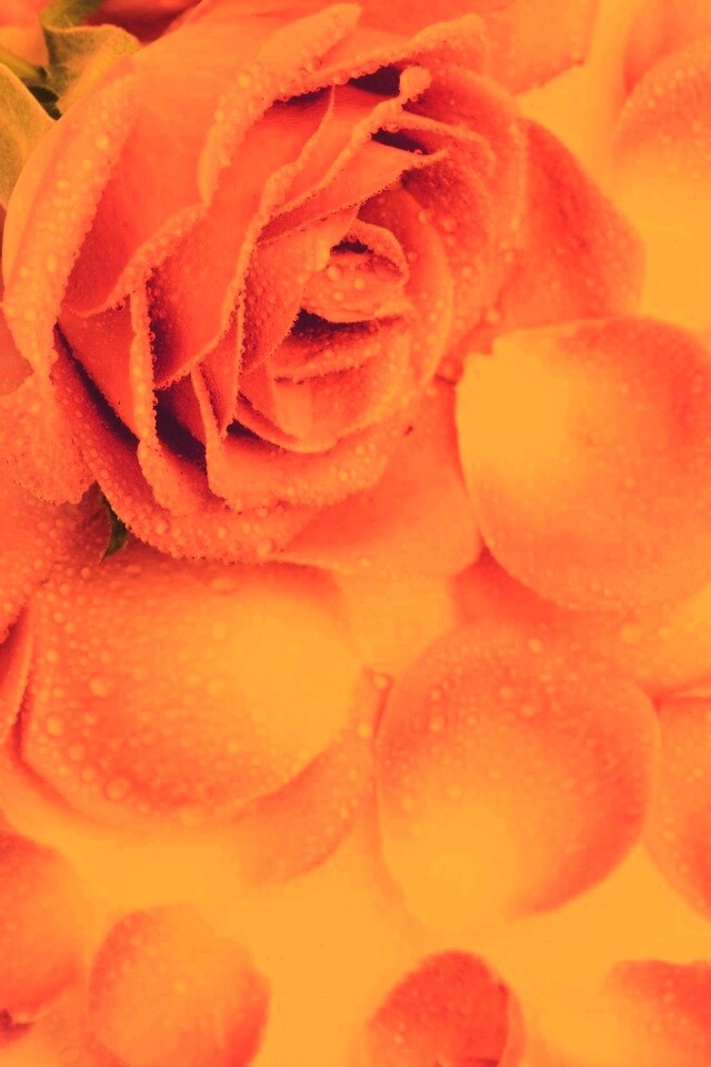 Розовые лепестки  обои