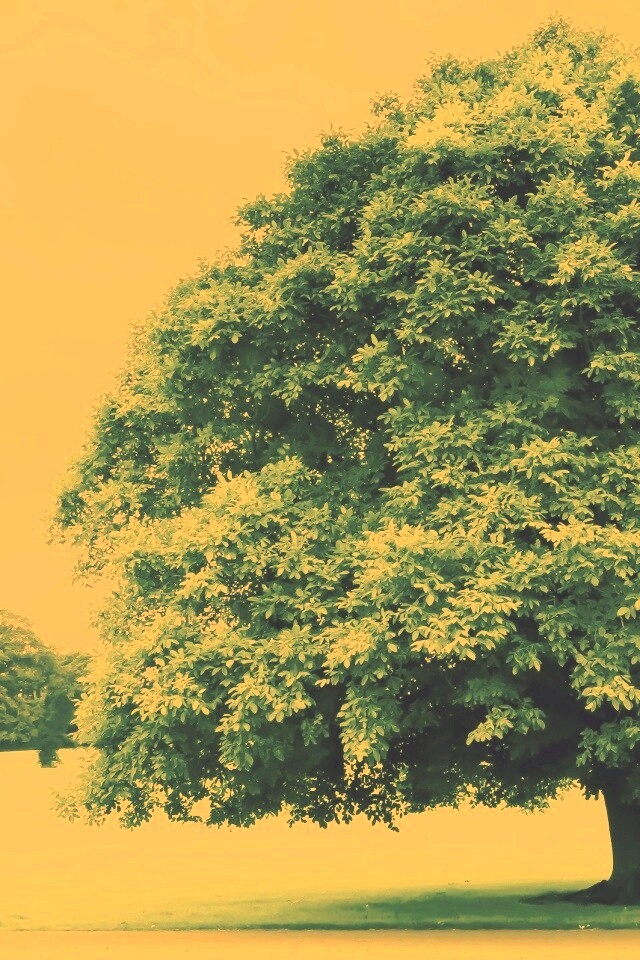 Зеленое ирландское дерево обои