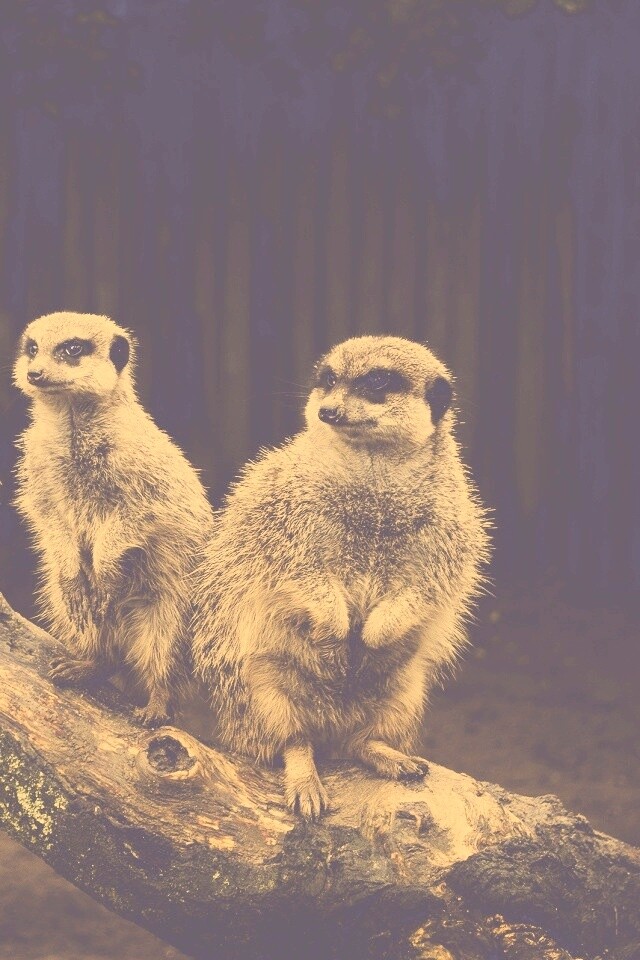 В дозоре обои