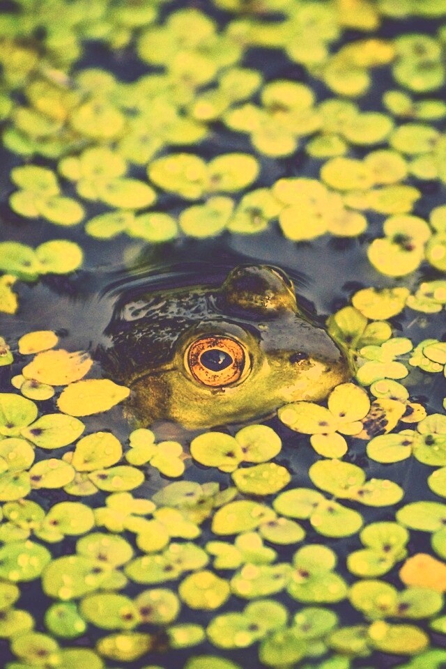 Маленькая лягушка обои