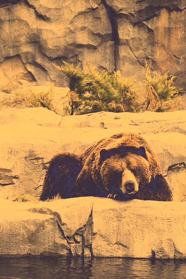 Медведь обои