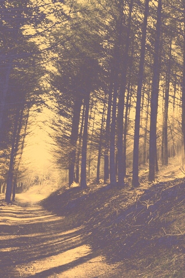 Лесная дорога обои