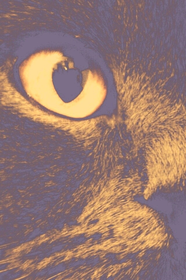 Черный кот с оранжевыми глазами обои