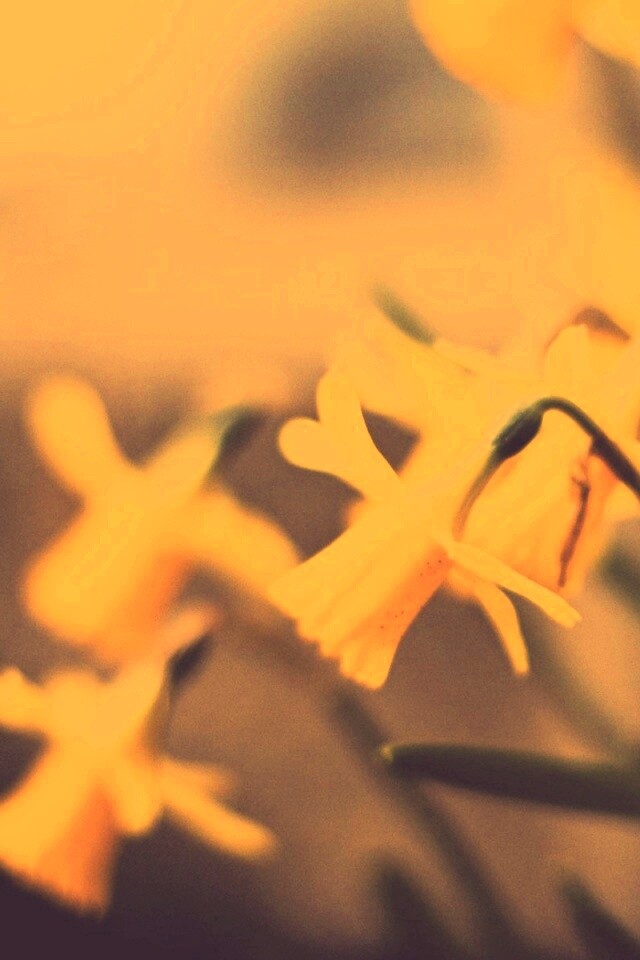 Нарциссы обои