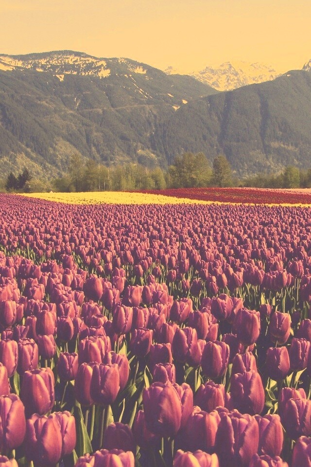 Поле тюльпанов обои