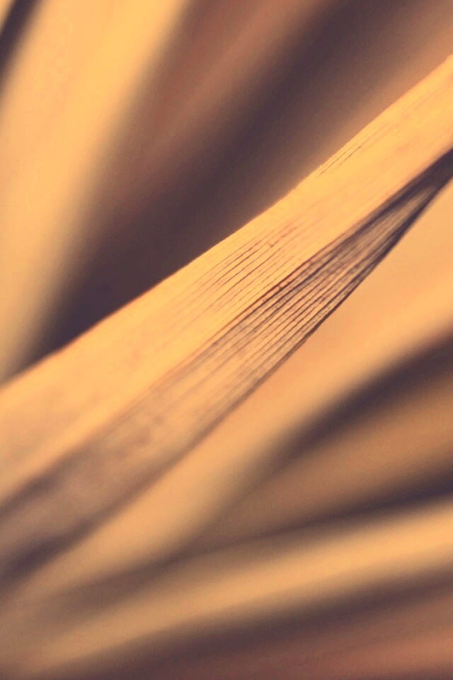 Сухое растение обои