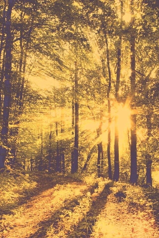 Свет сквозь деревья обои