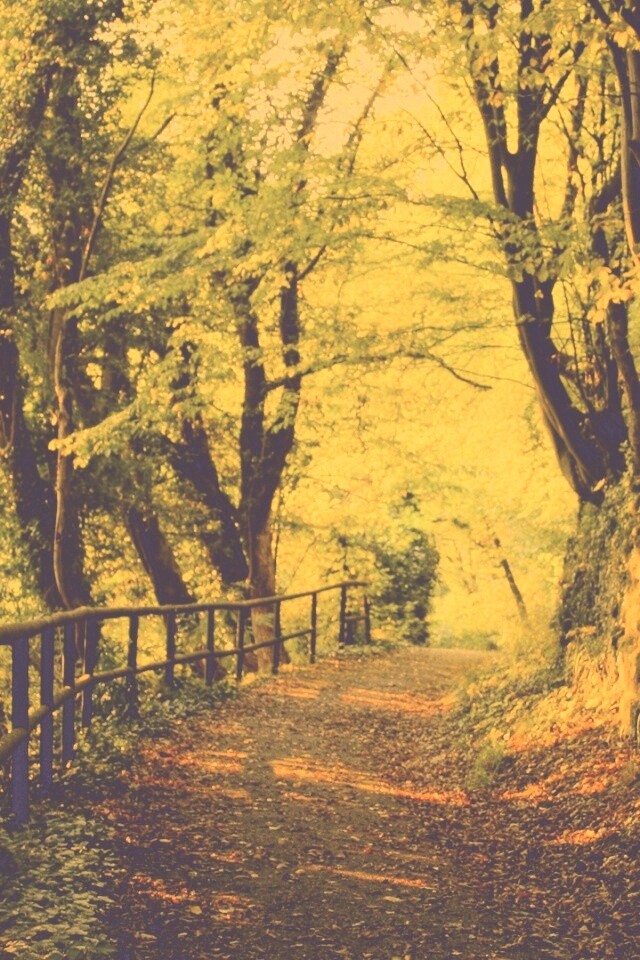 Лесная дорожка обои