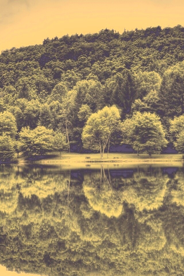 Лесной берег обои