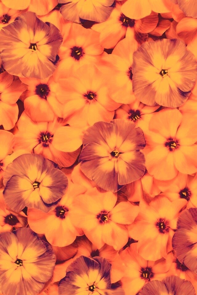 Розовые цветочки обои