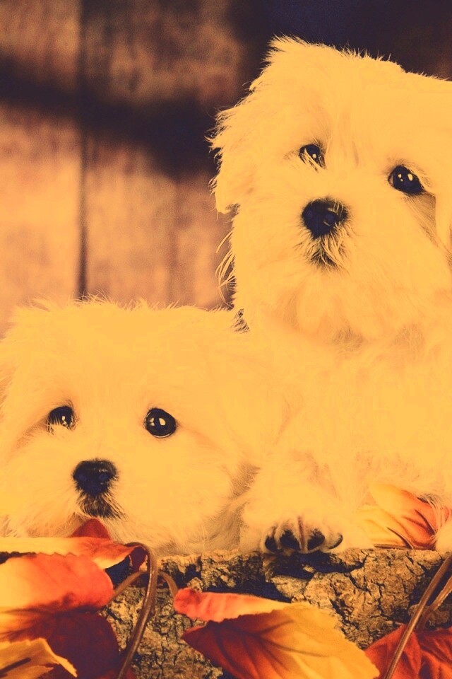Два белых и пушистых пёсика  обои