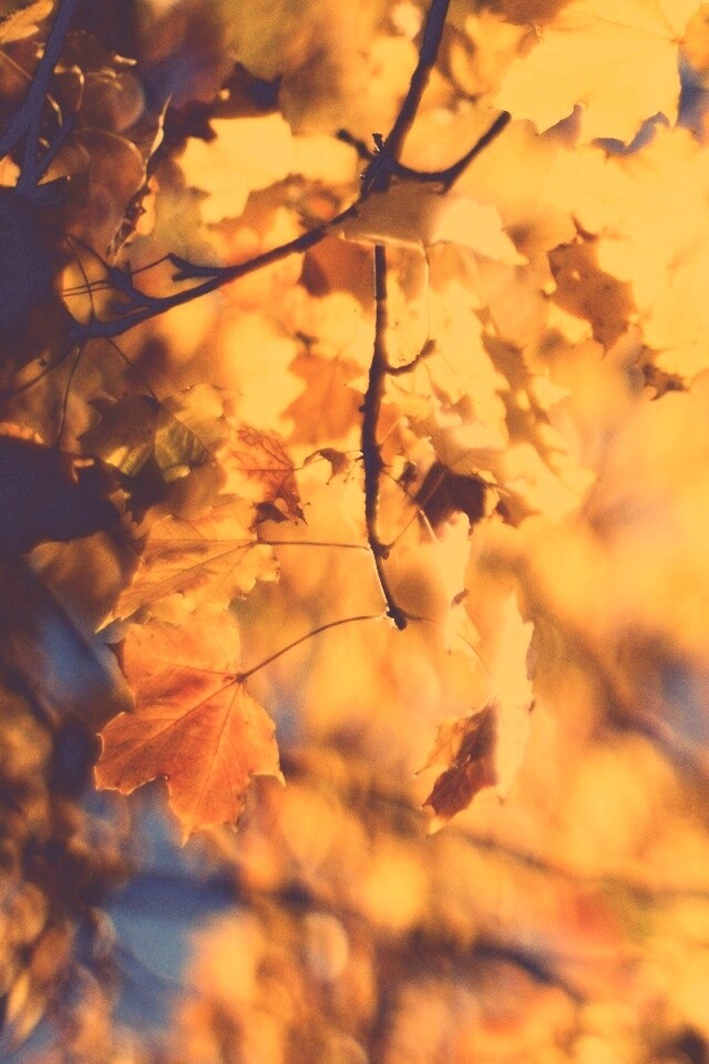 Жёлтые листья обои