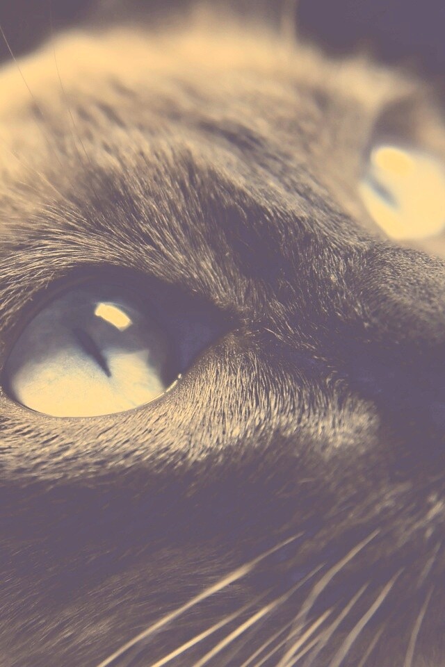 Кот с голубыми глазами обои