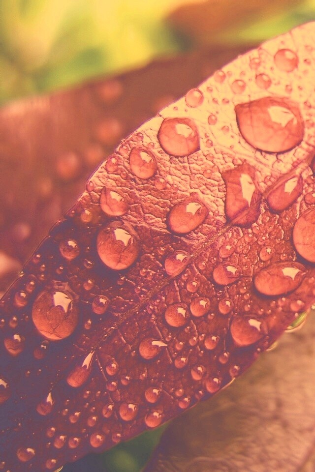 Капли росы на красных листьях обои
