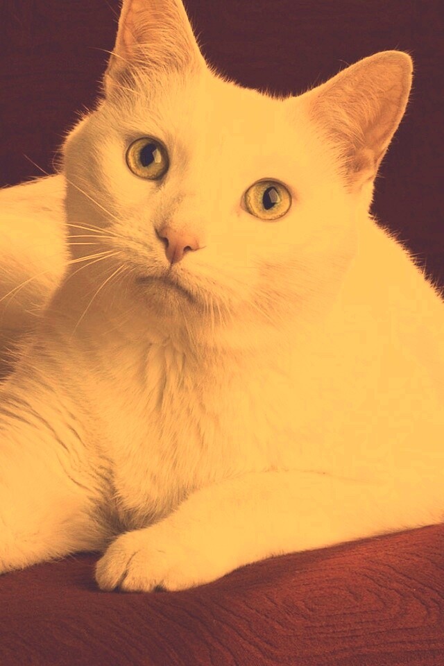 Белой кот на красном диване обои