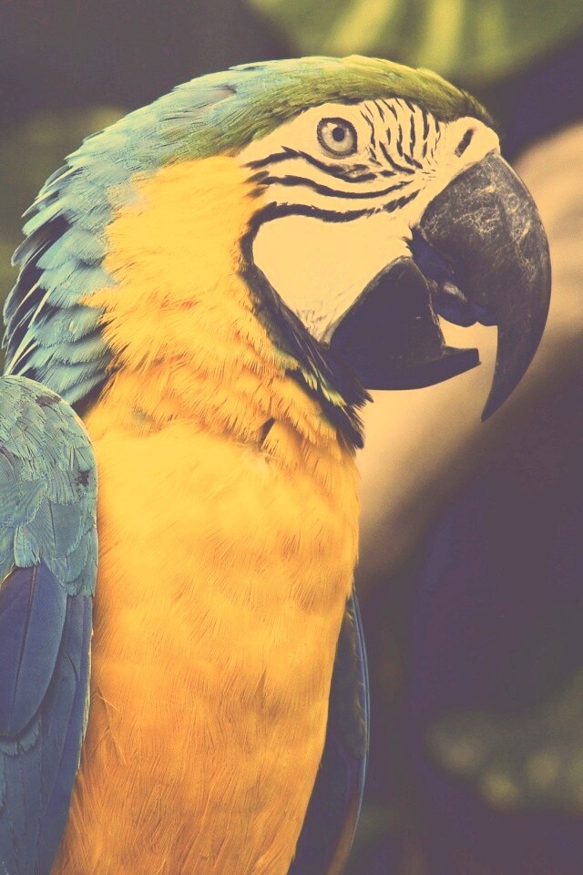 Разноцветынй попугай обои