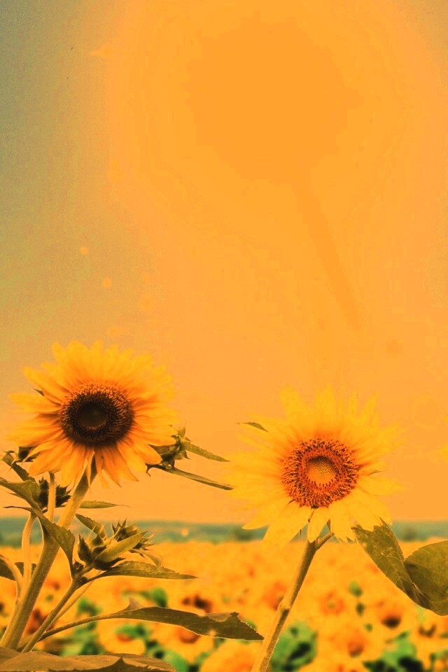 Подсолнухи не смотрят на солнце обои