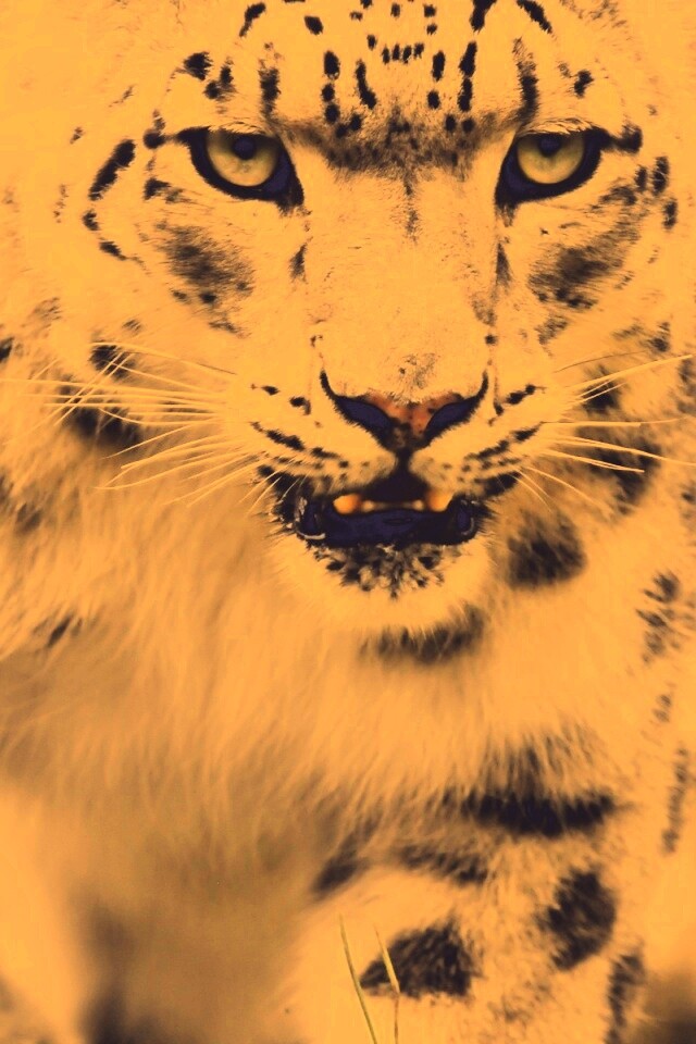 Белый барс обои