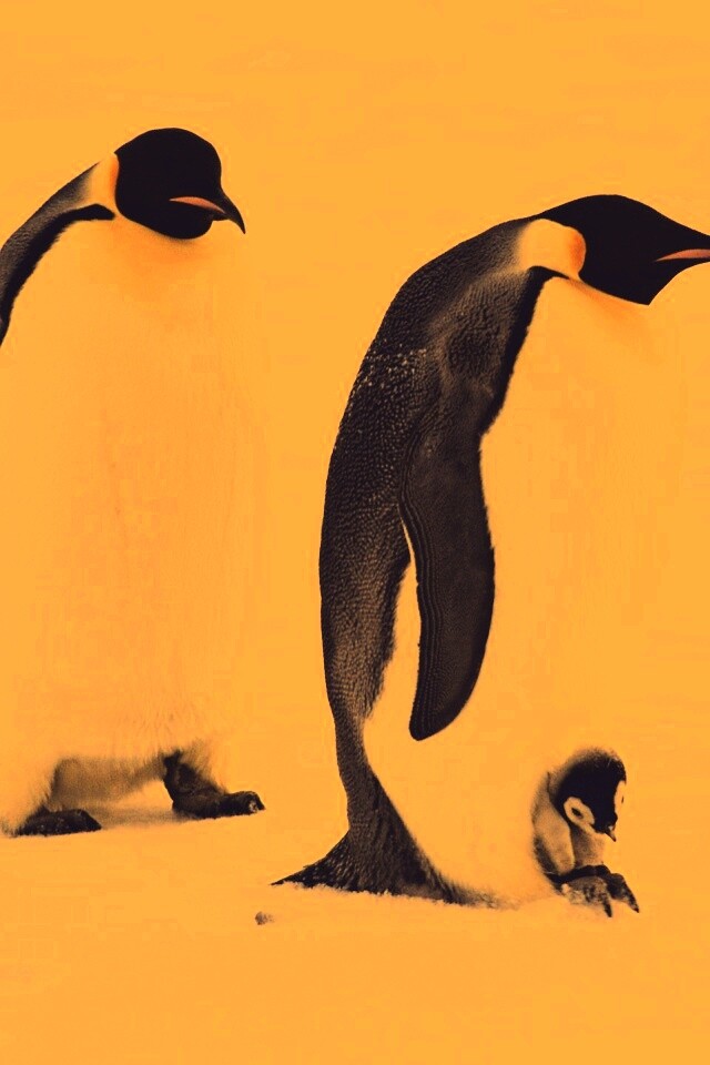 Семья пингвинов обои