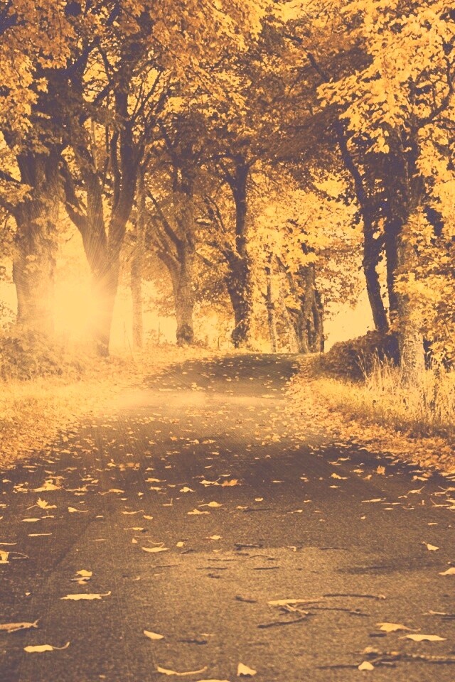 Дорога в осеннем парке обои