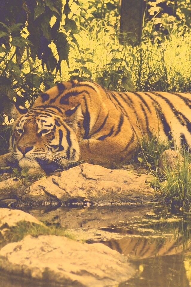 Тигр отдыхает обои