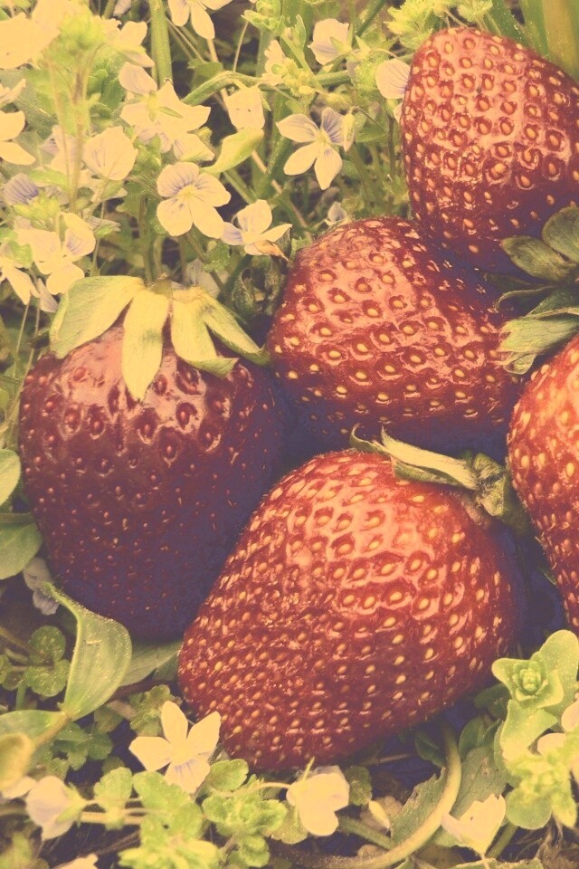 Клубника обои