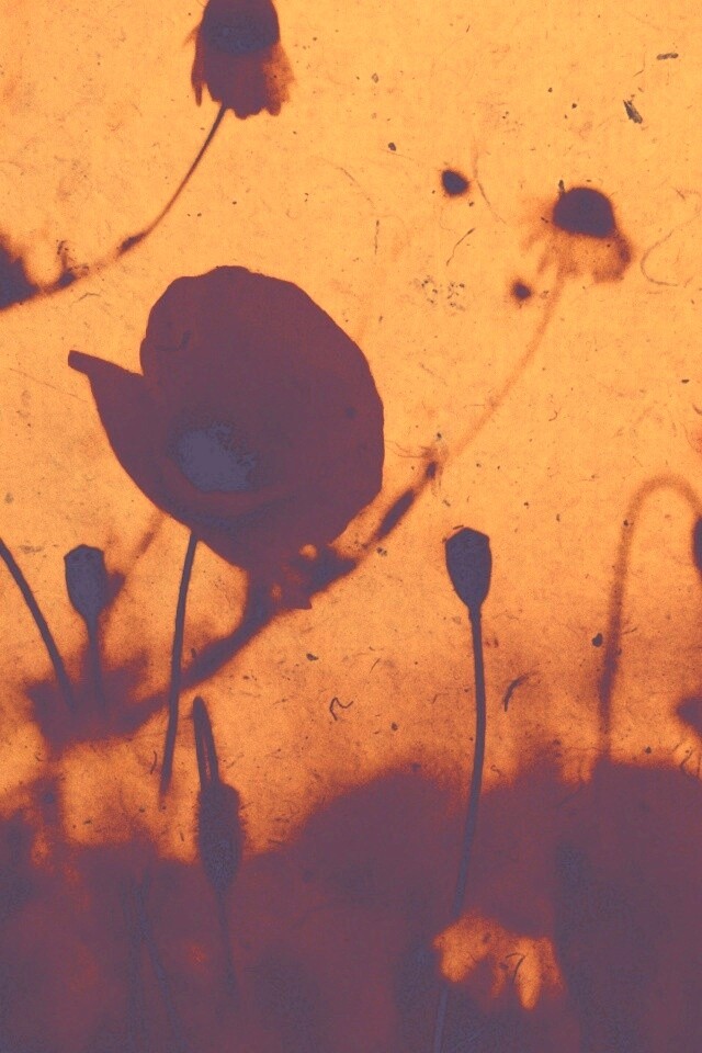 Кровавые цветы в стиле ретро обои