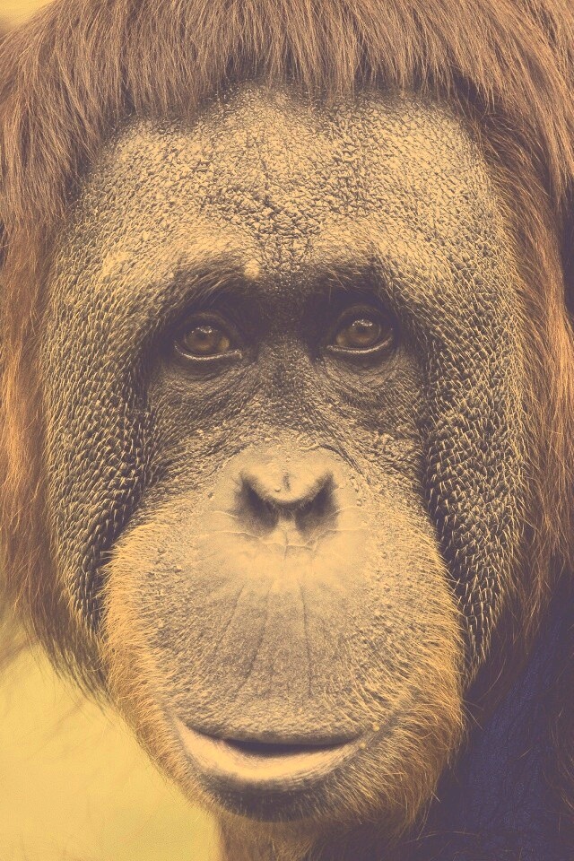 Орангутан обои