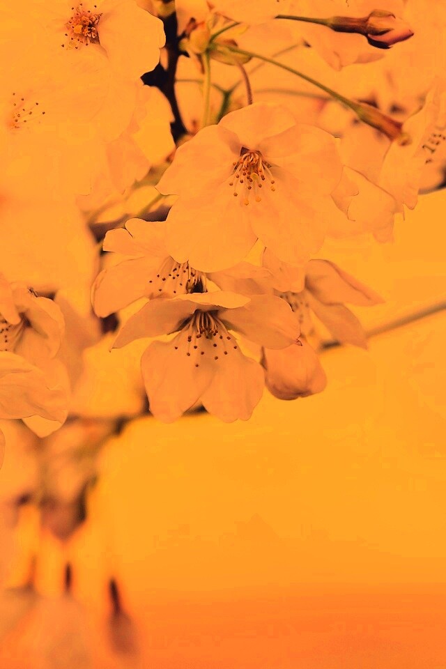 Цветение вишни обои