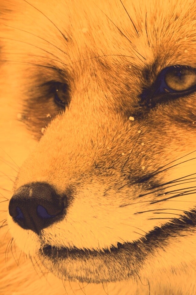 Морда рыжей лисы обои