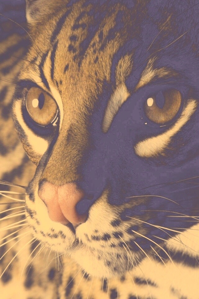 Оцелот обои