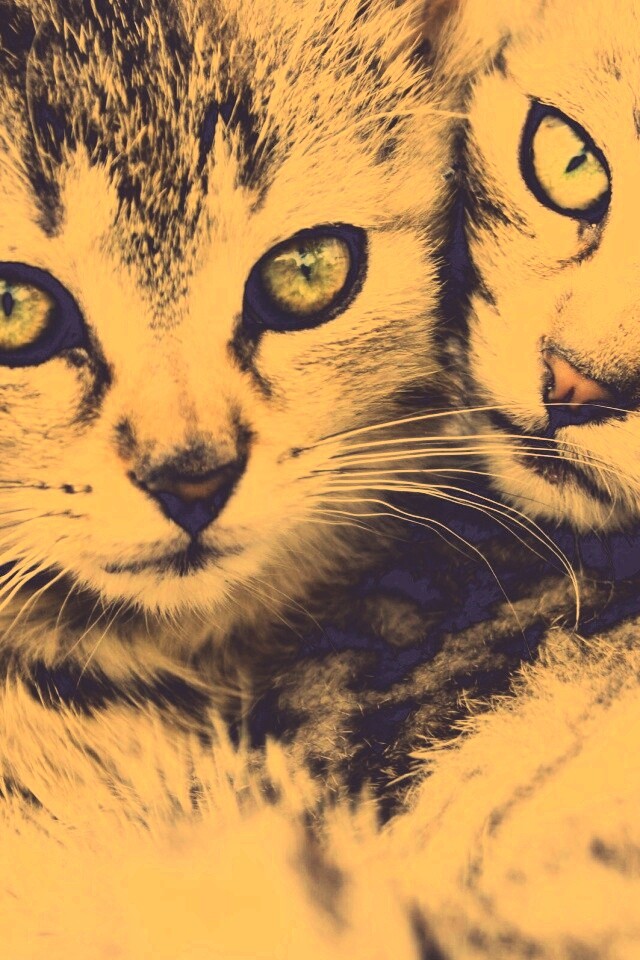 Котята в обнимку обои