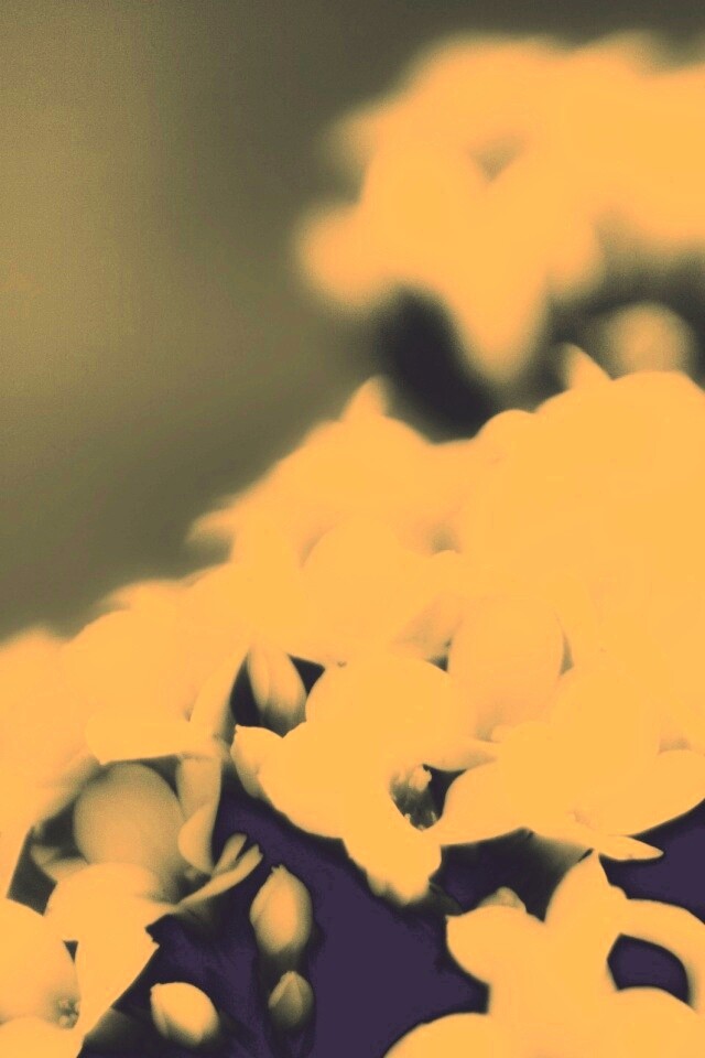 Белоснежные цветочки обои