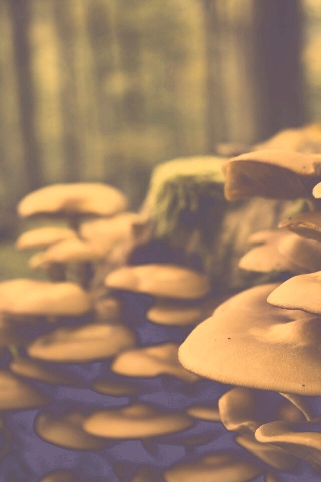 Лесные грибы на пне обои