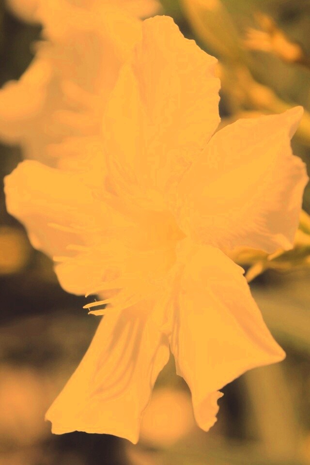 Эухарис, амазонская лилия обои