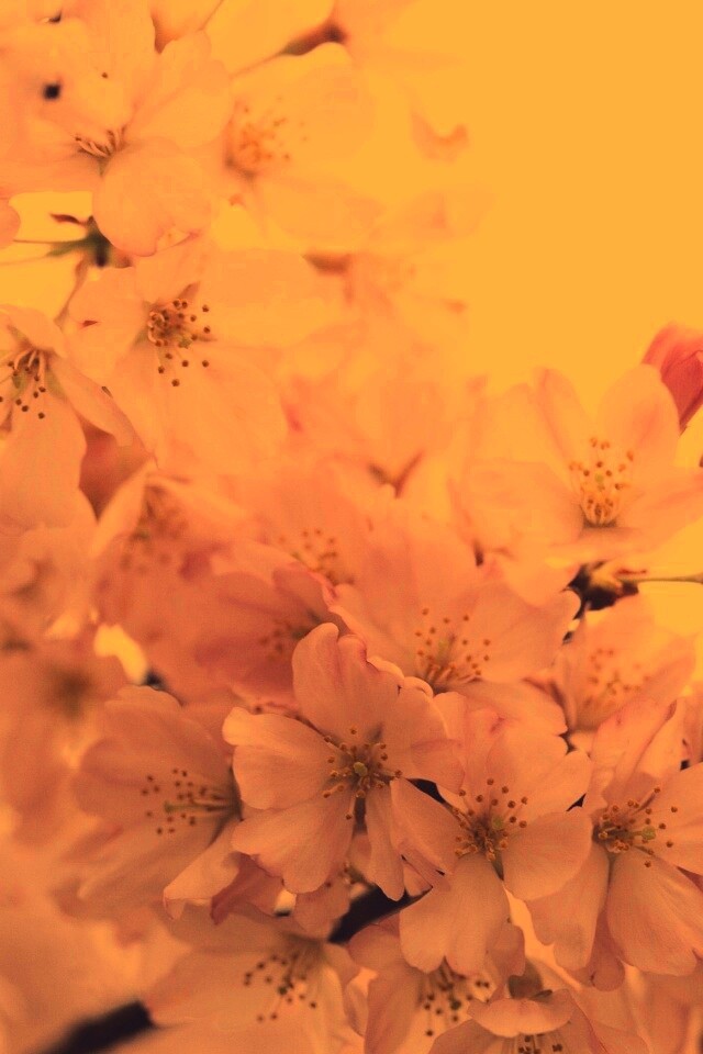 Цветение вишни обои