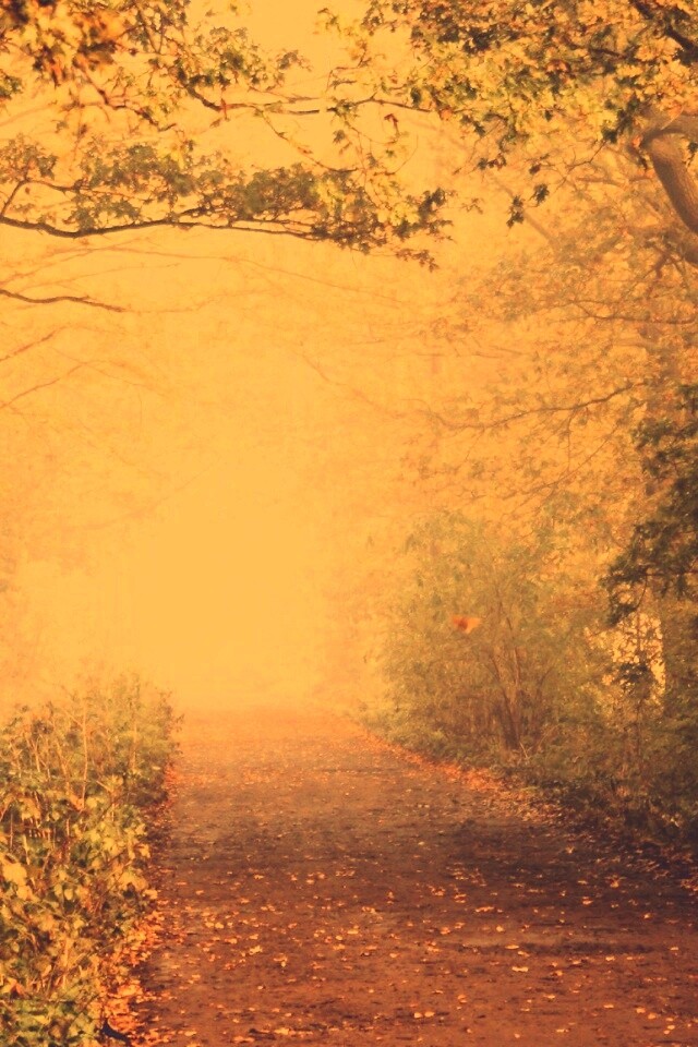 Парковая дорожка обои