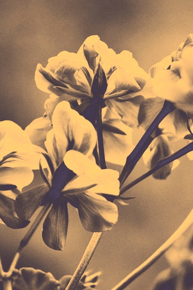 Чёрно-белое фото цветов обои